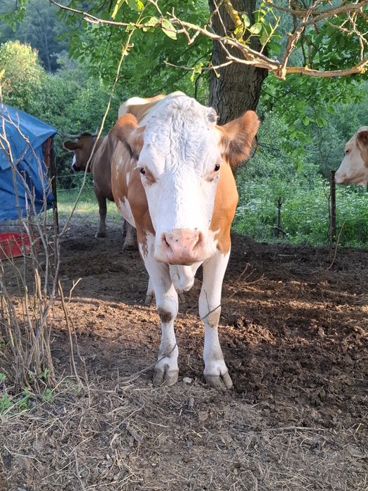 Vacă și vițea bălțată