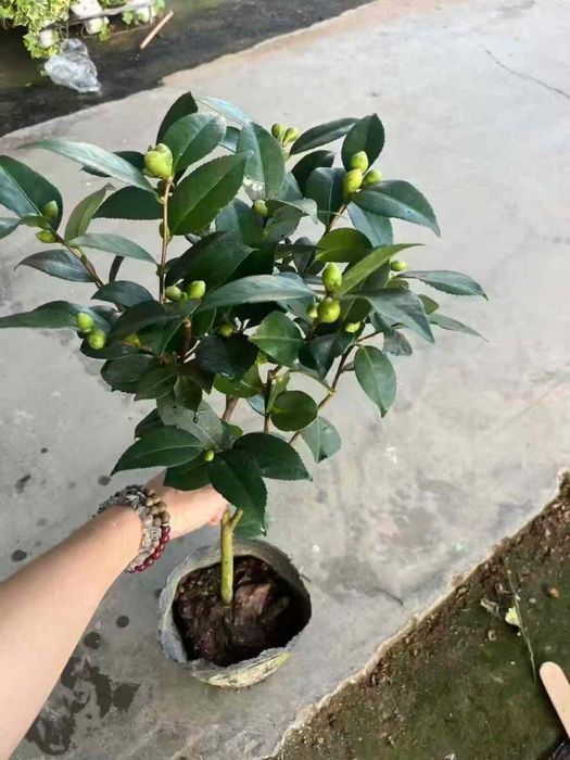 Камелия белая,красная. Kameliya