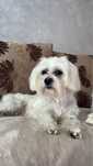 Vând câine bichon maltez
