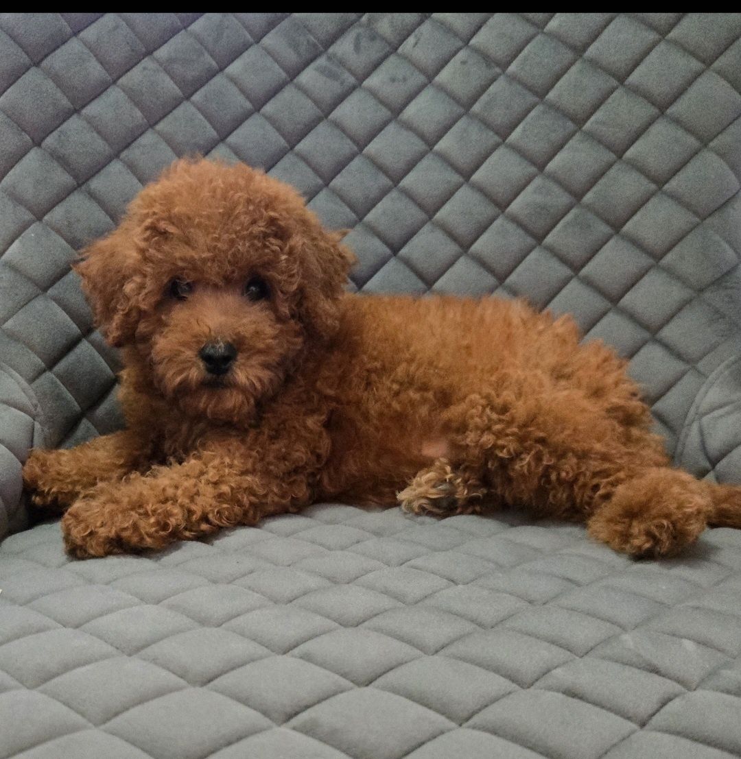 Пудел той / Мини  Poodle toy с родословие