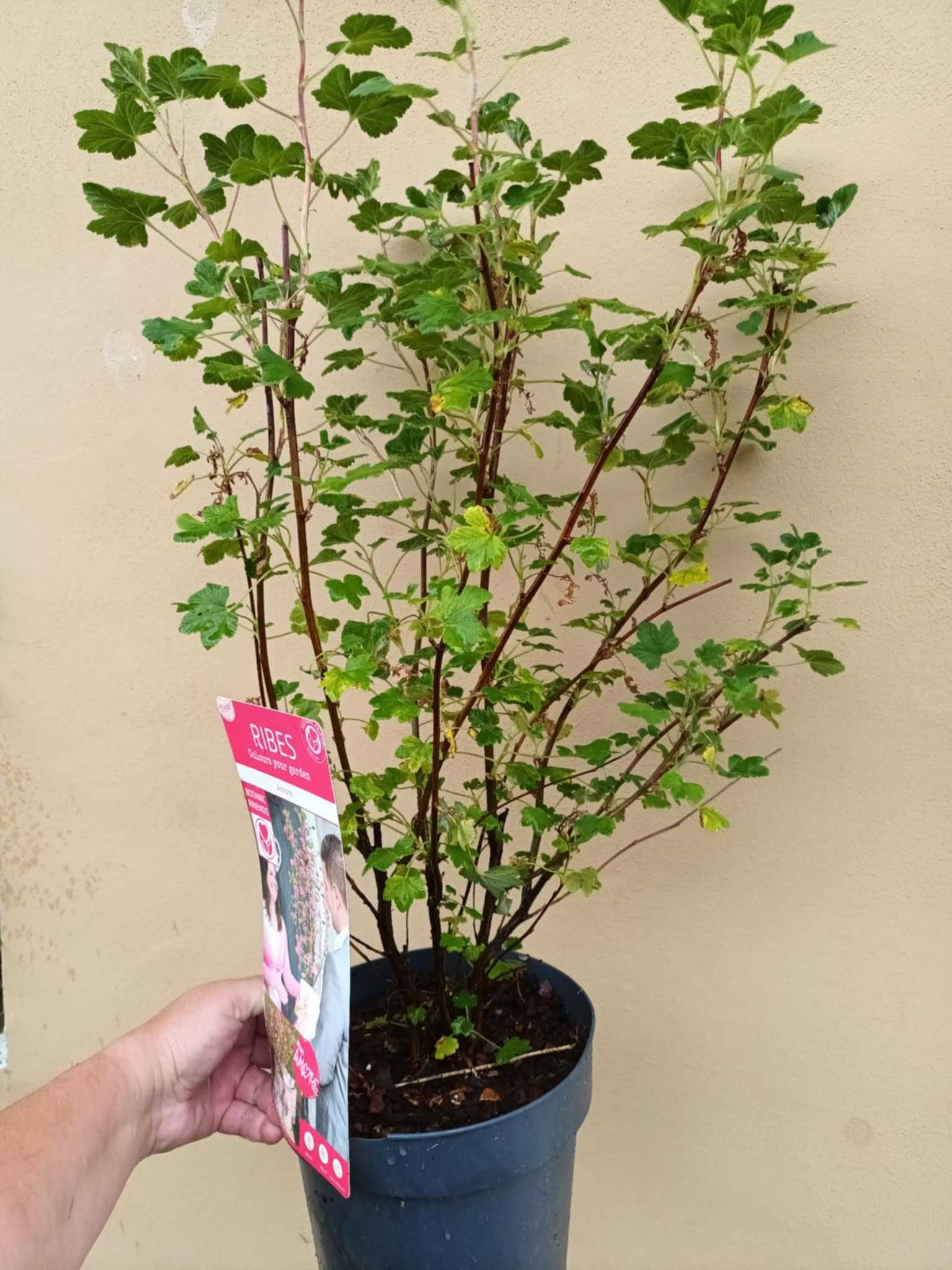 Ribes Amore/декоративно френско грозде/