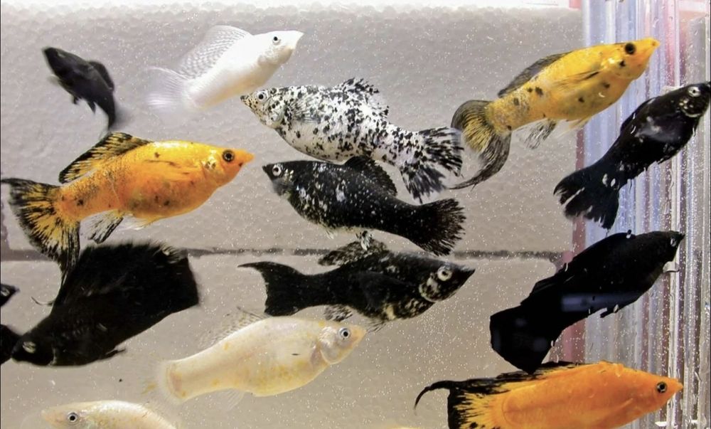 Аквариумные рыбки и живой корм