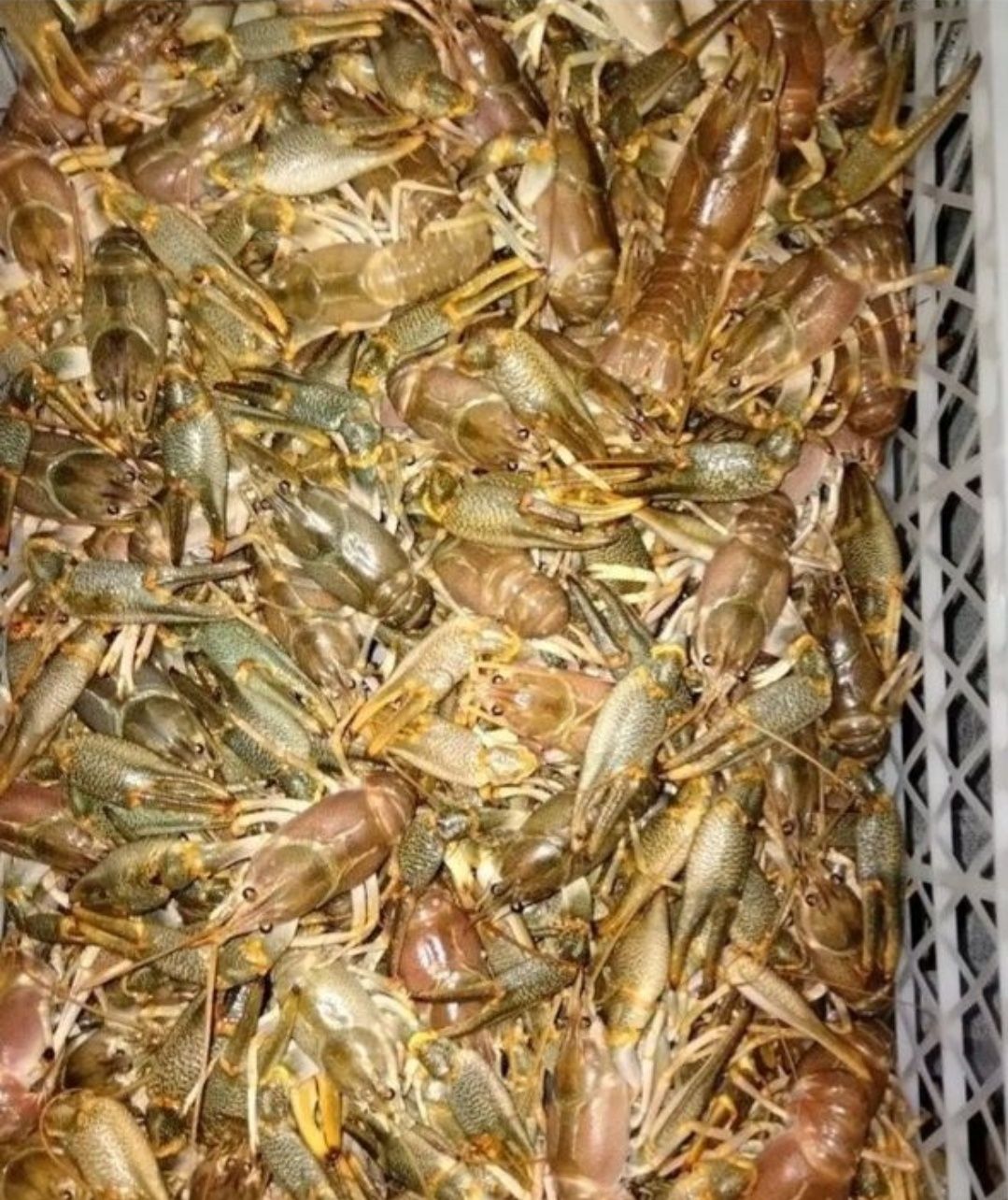 Рак морской Каспийский.