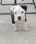 American Staffordshire Terrier