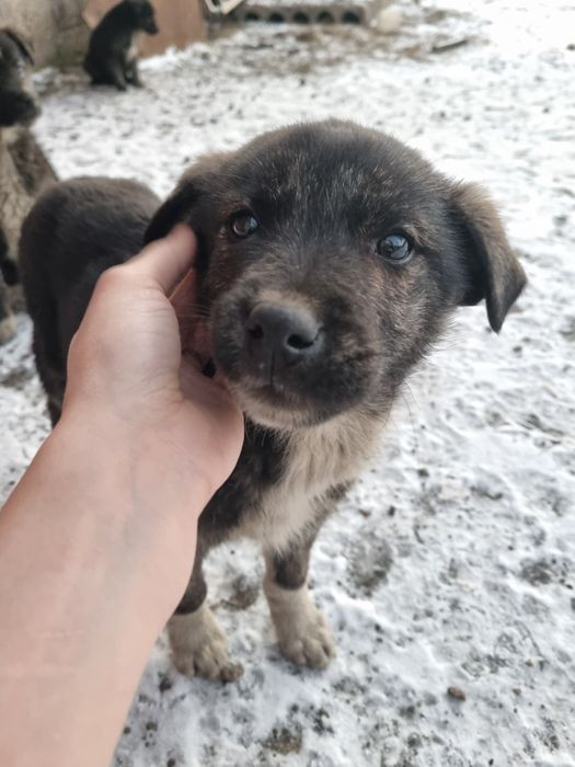 Щенки в добрые руки