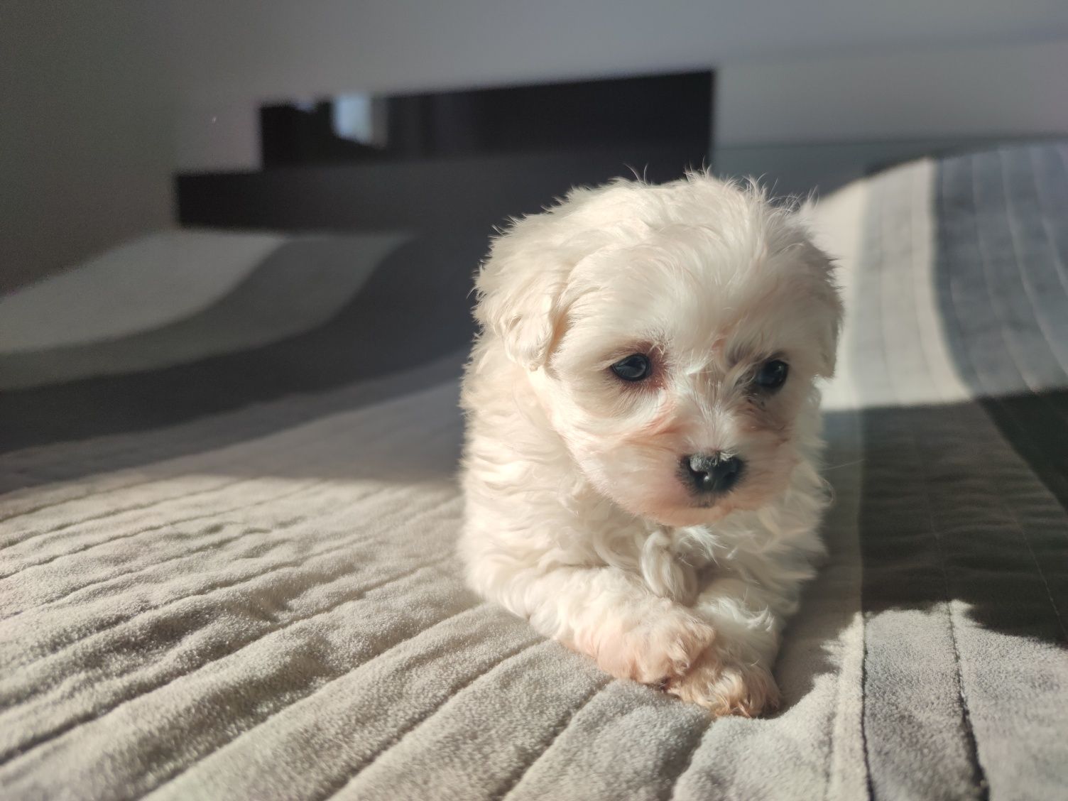 Bichon maltesse talie mică