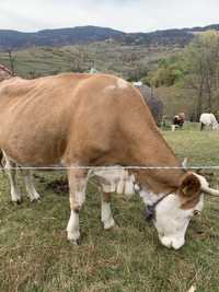 Vând vaca bălțată românească