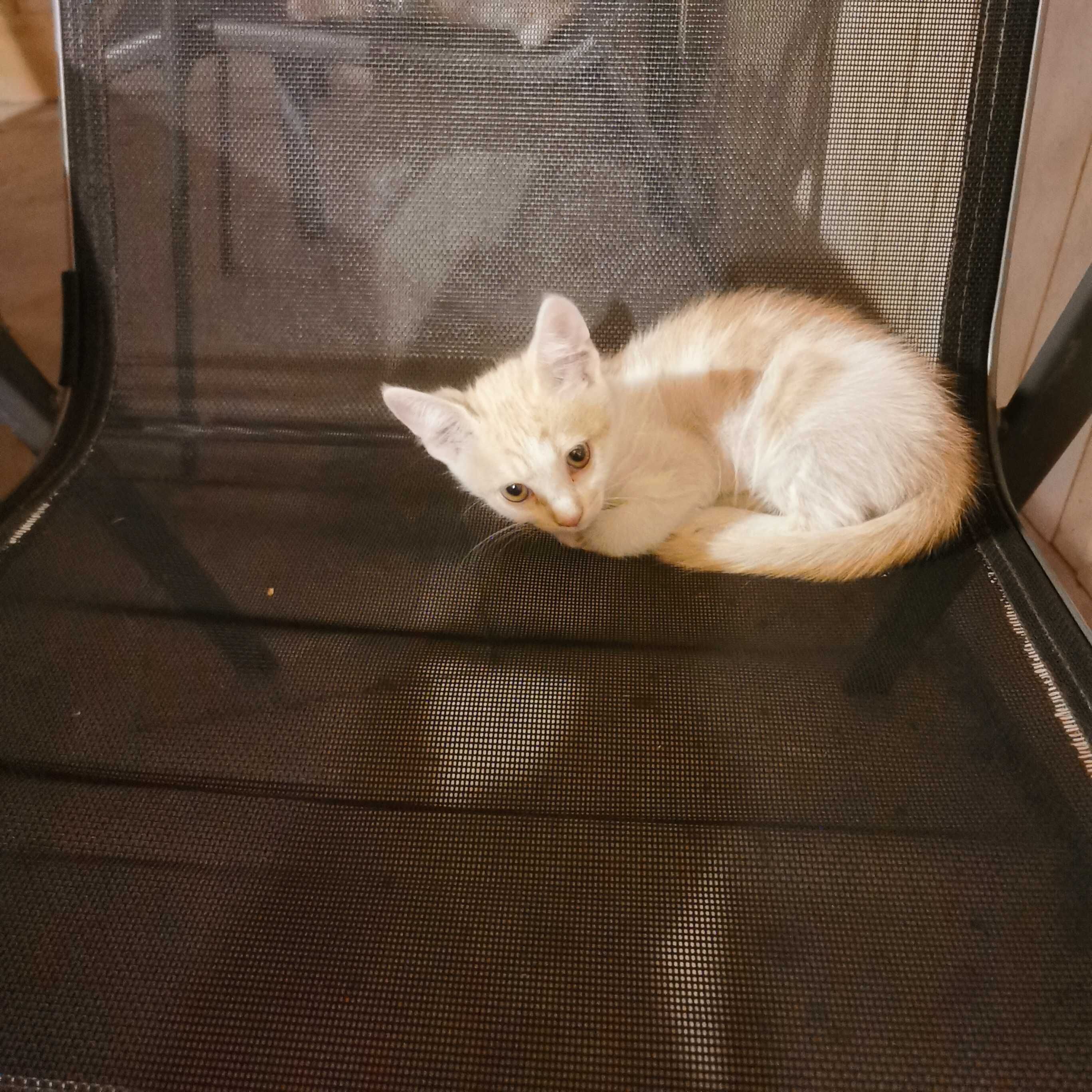 Котки котенца момиченца