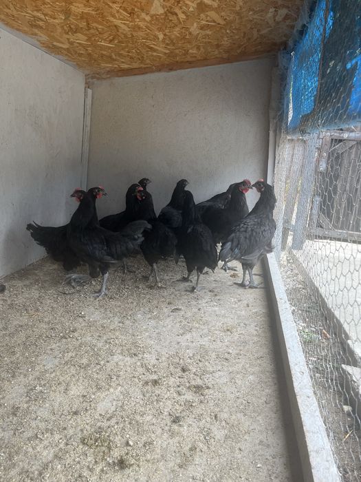 Puicute Australorp negru
