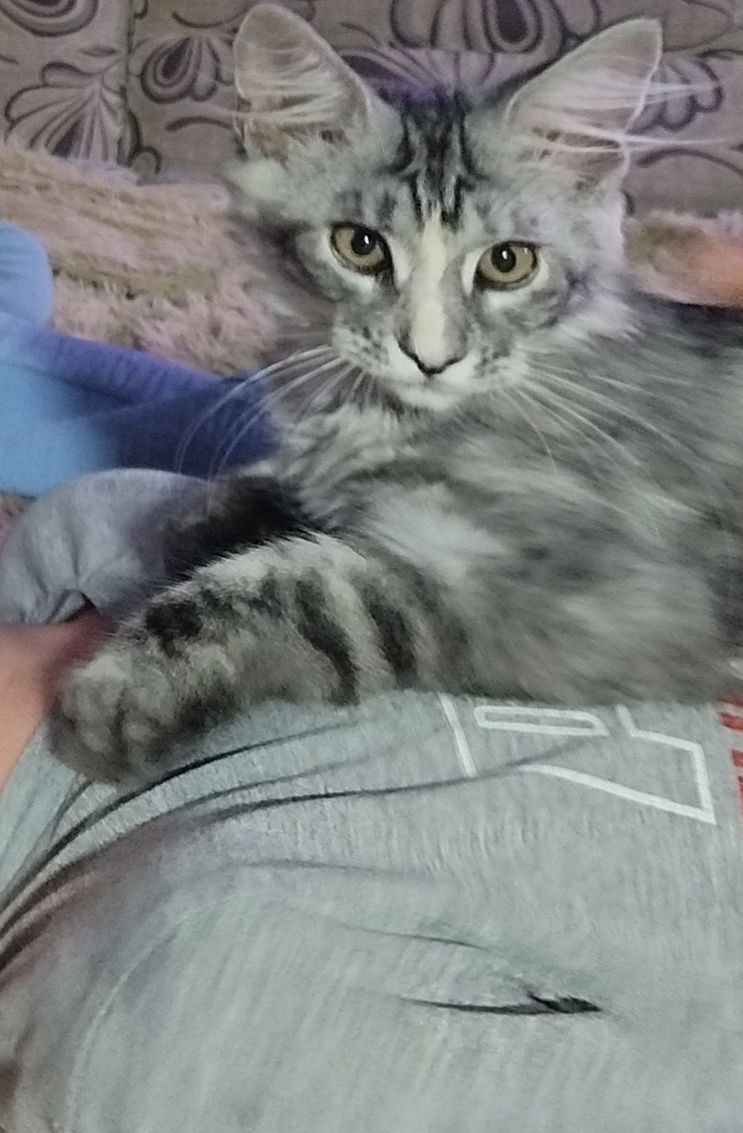 Кошечка Мейн кун