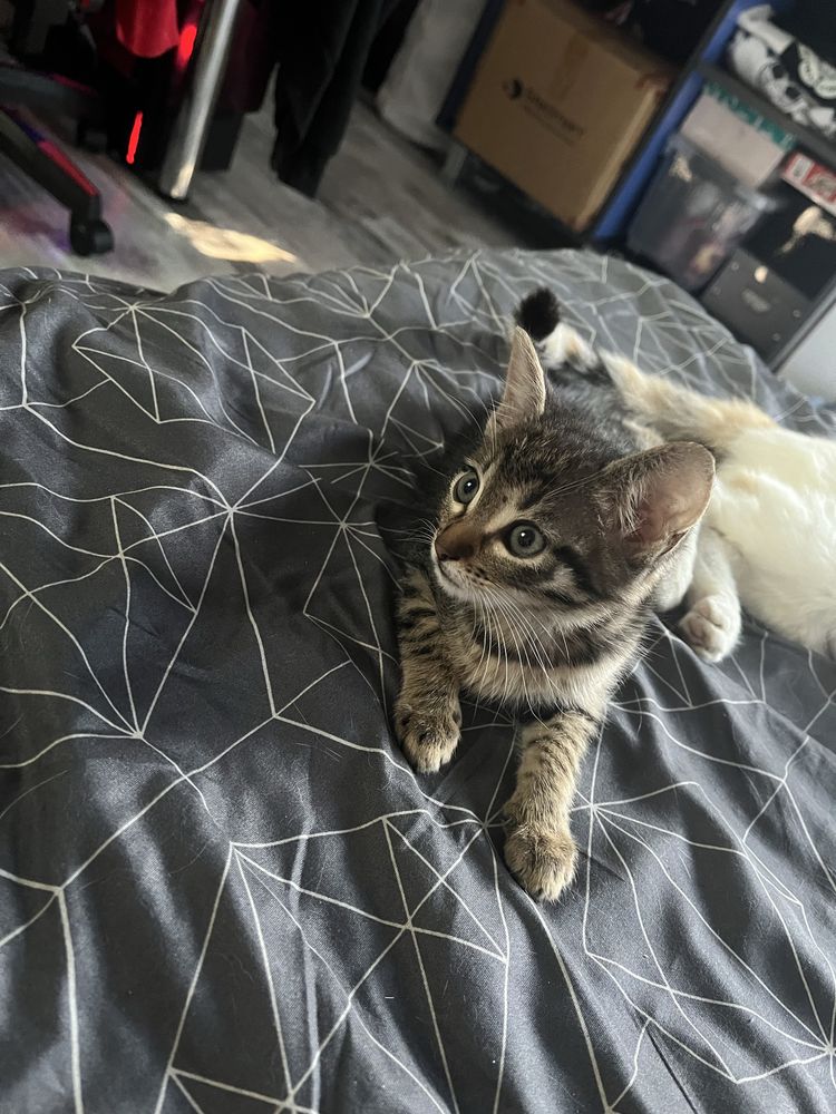 Dau spre adoptie pui de pisica