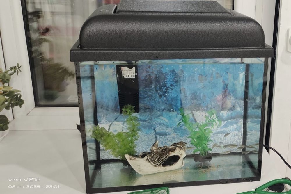 аквариум с рыбками