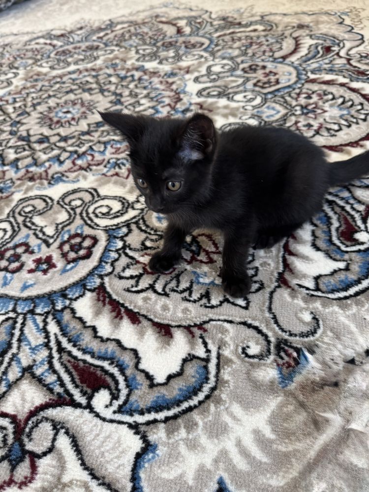 Котята