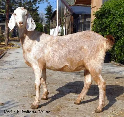 Vând capre tapi si iezi anglo-nubieni si alpin franceze,