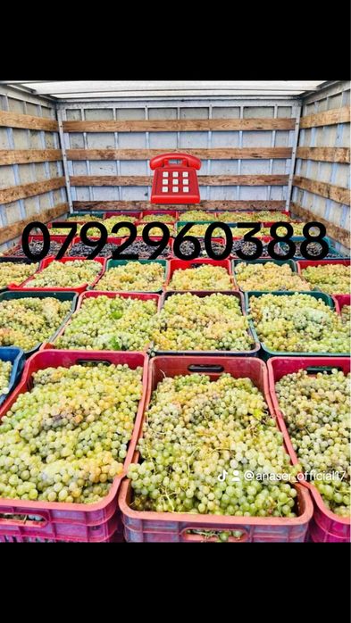 Struguri de vin