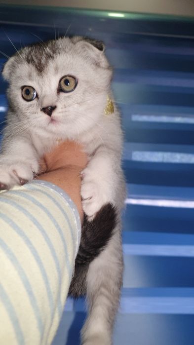 Продаётся котята