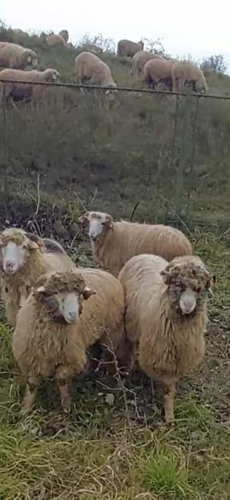 De vânzare trei berbecuți