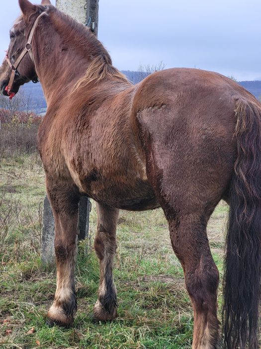 4 caii castrati de vanzare