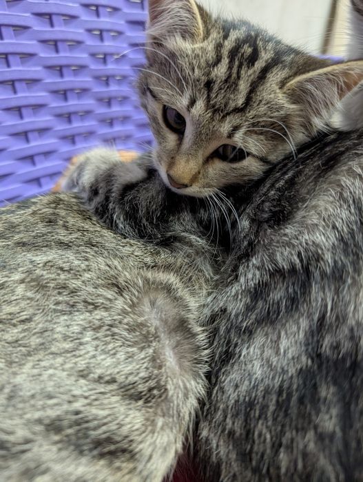 uy mushukchalari (ovchi) / домашние котята (охотники)