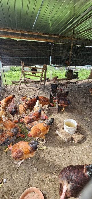 Gat golas de transilvania