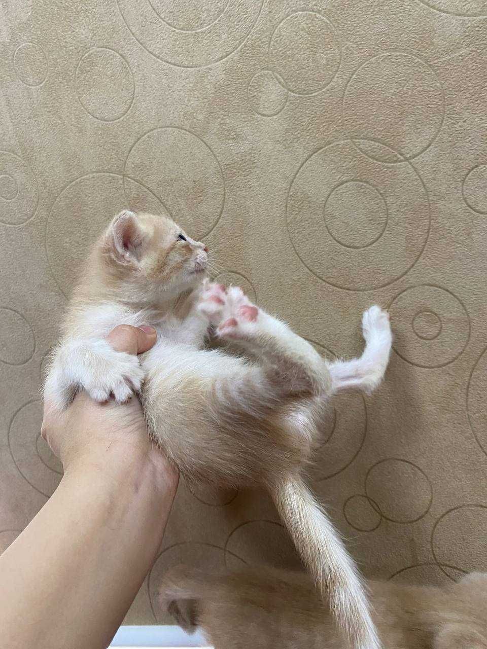 Кошки скотч фолд и страйд