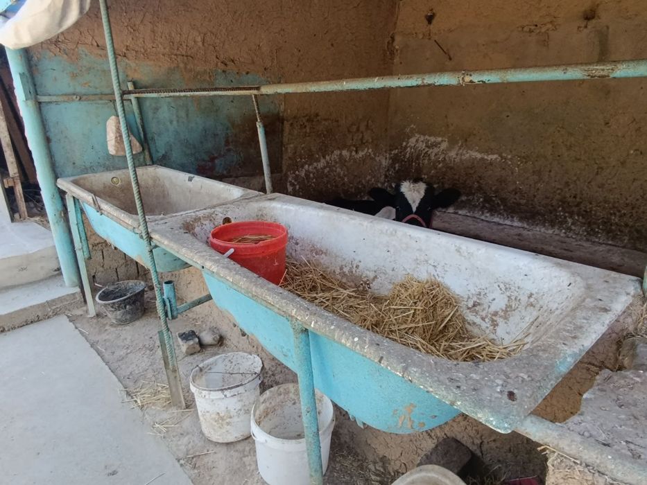 Уй сотилади 8 соток 10 хона Кибрай туманки Илгор махаллада ески Бирлик