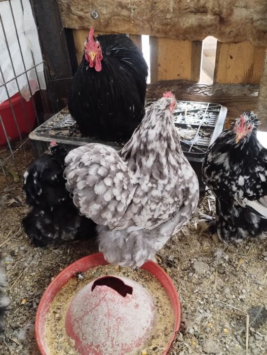 Vand cochinchina pitic