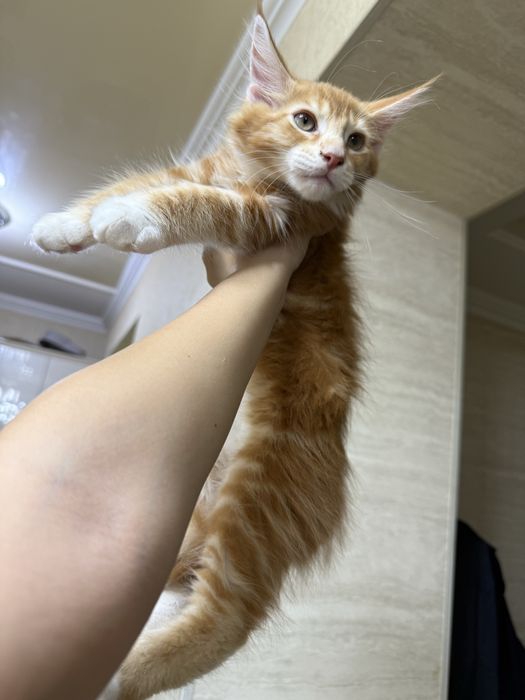 Mейнкун боласи сотилади