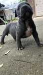 American bully XL