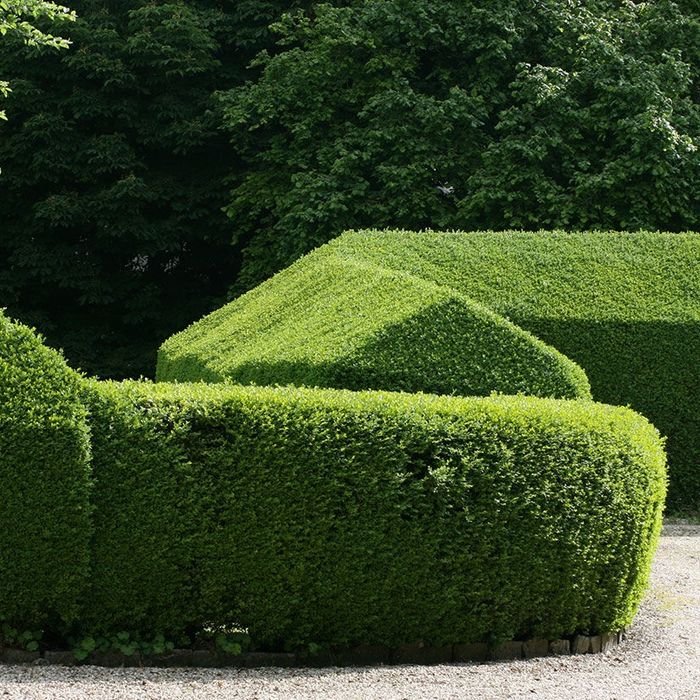 Лигуструм (ligustrum)