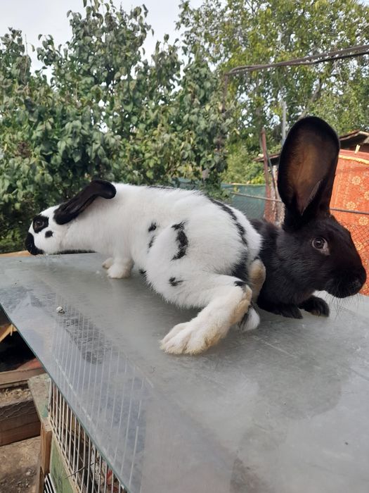 Vând, schimb tineret și maturi, rase pure uriașe și pitice