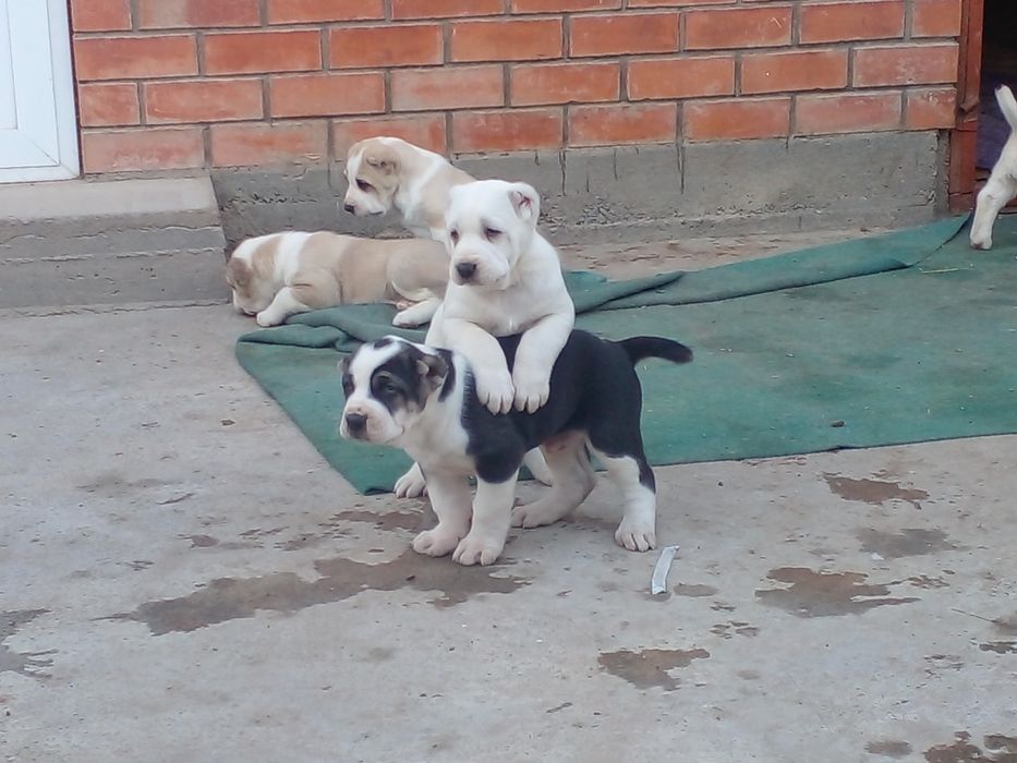 Продаются Алабай