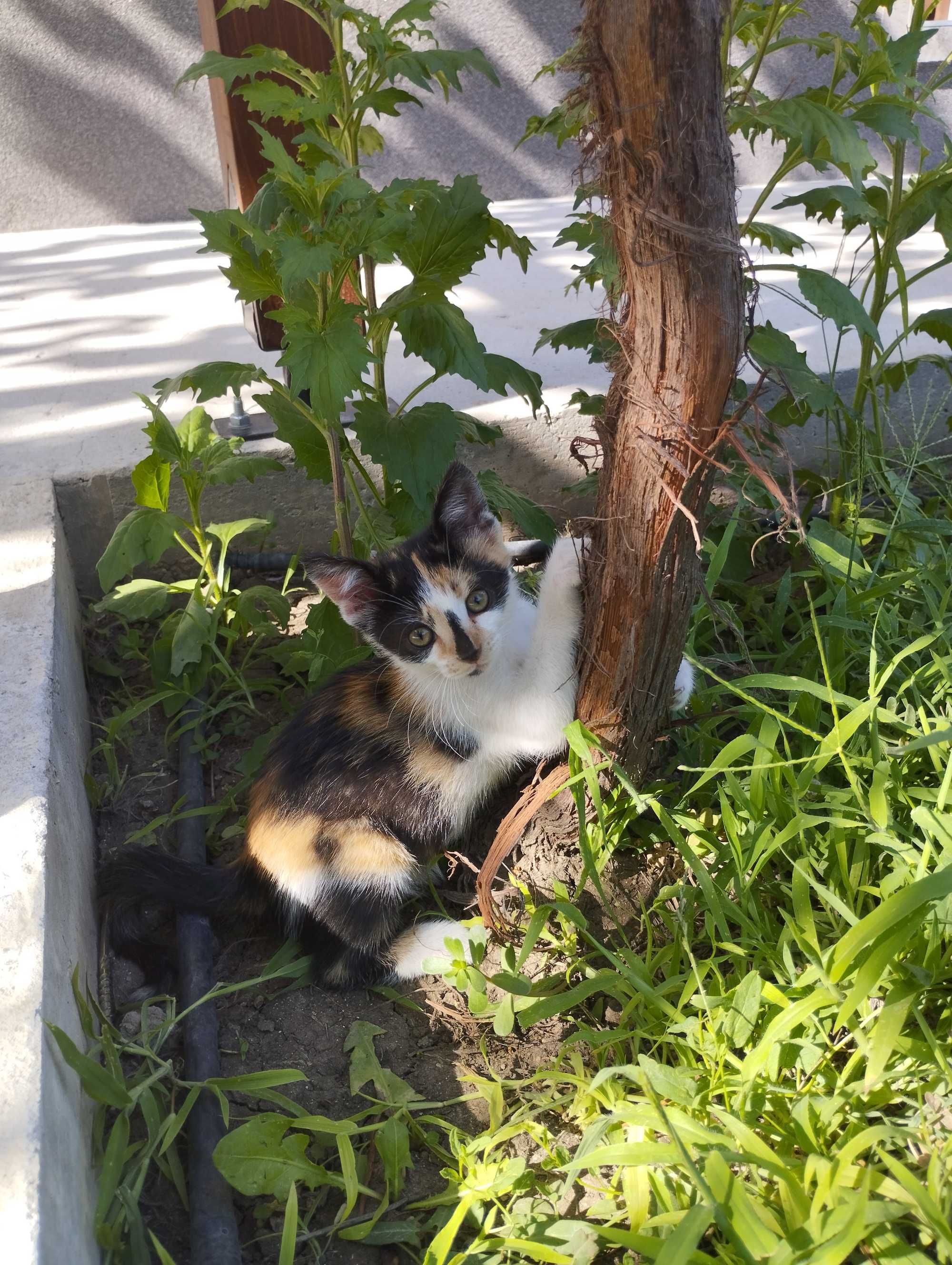 Подарявам котенца
