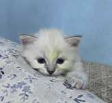 Продается котята