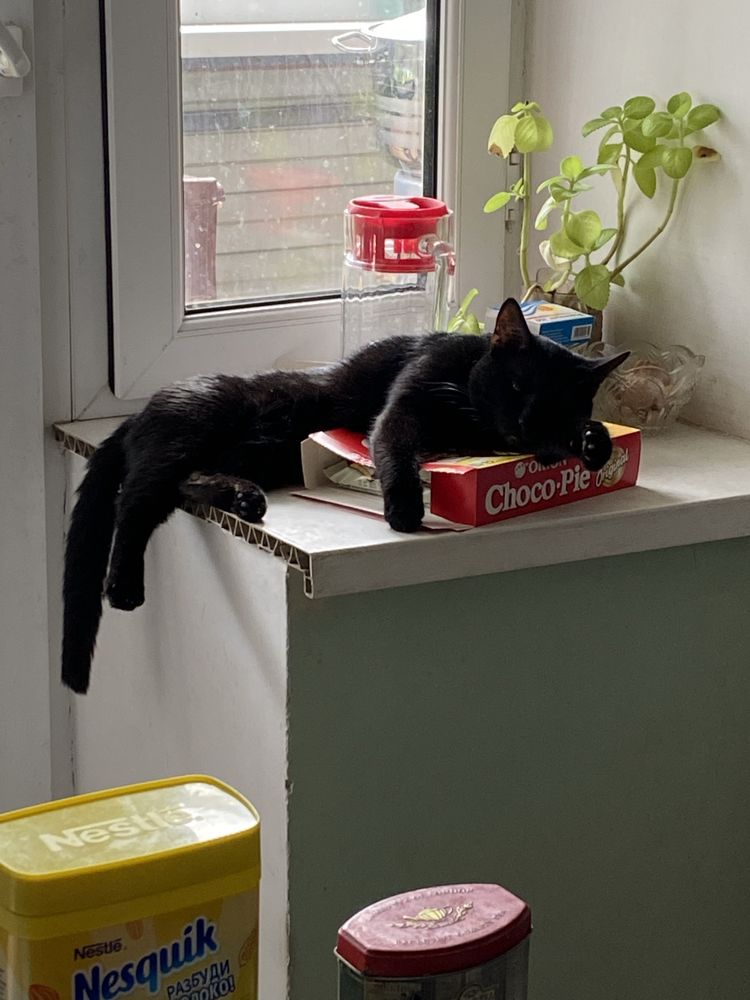 Черный кот ищет кошку на период