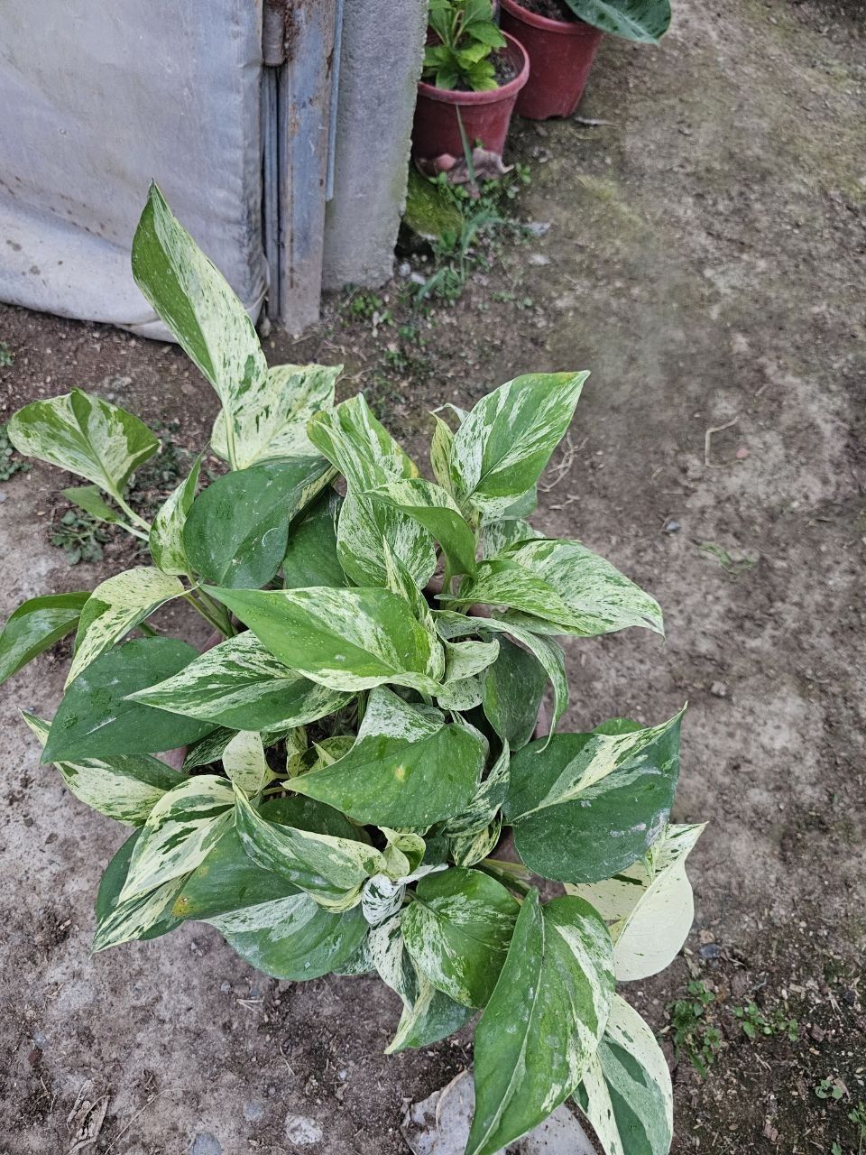 Aglaonema, fikus,begoniya,aglaonema,aloy