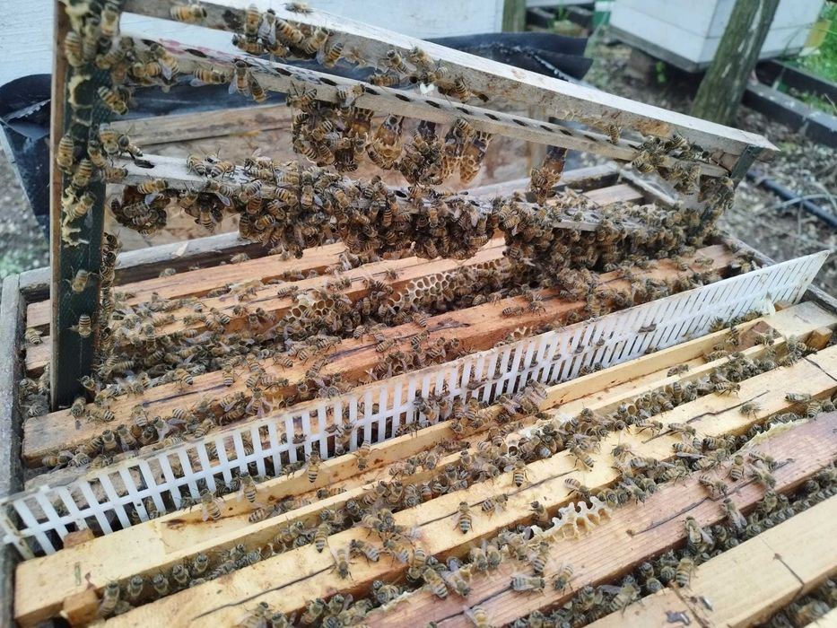 Vand matci albine imperecheate, rasa carnica, carpatina, 2025, marcate