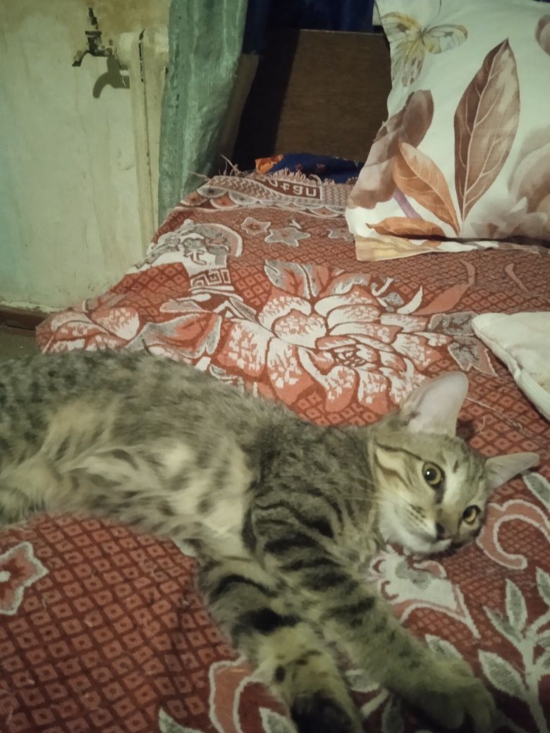 Продаются котята,британцы короткошёрстные!!