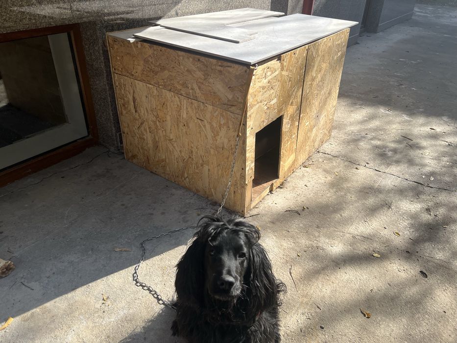 Продаётся собака породы Кокер Спаниель