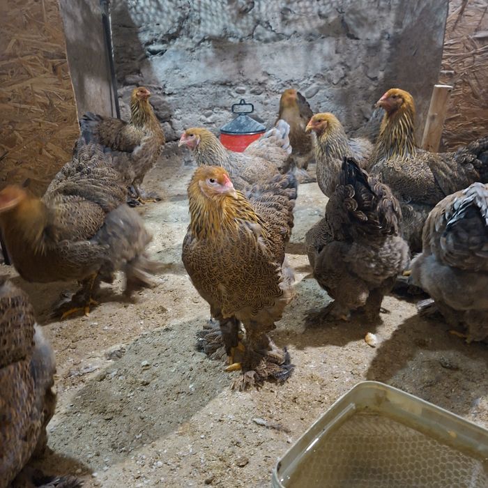 Gaini Brahma tineret