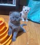 Котята здоровые и милые