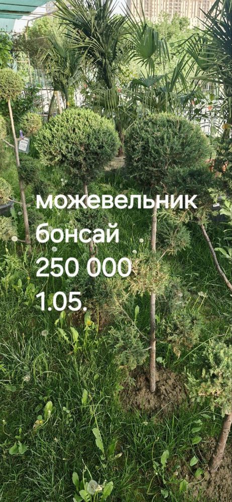 Можевельник, хар хил дарахт сотилвотти