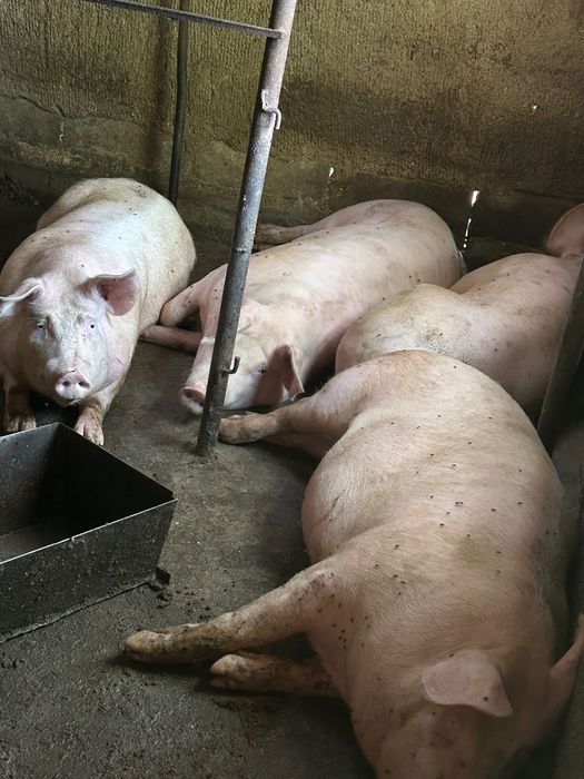 Големи прасета за продан