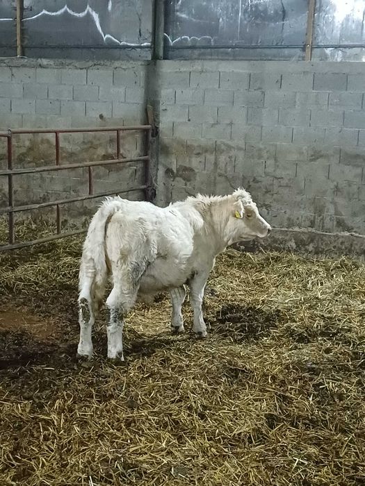 Taurasi Charolaise Reproductie