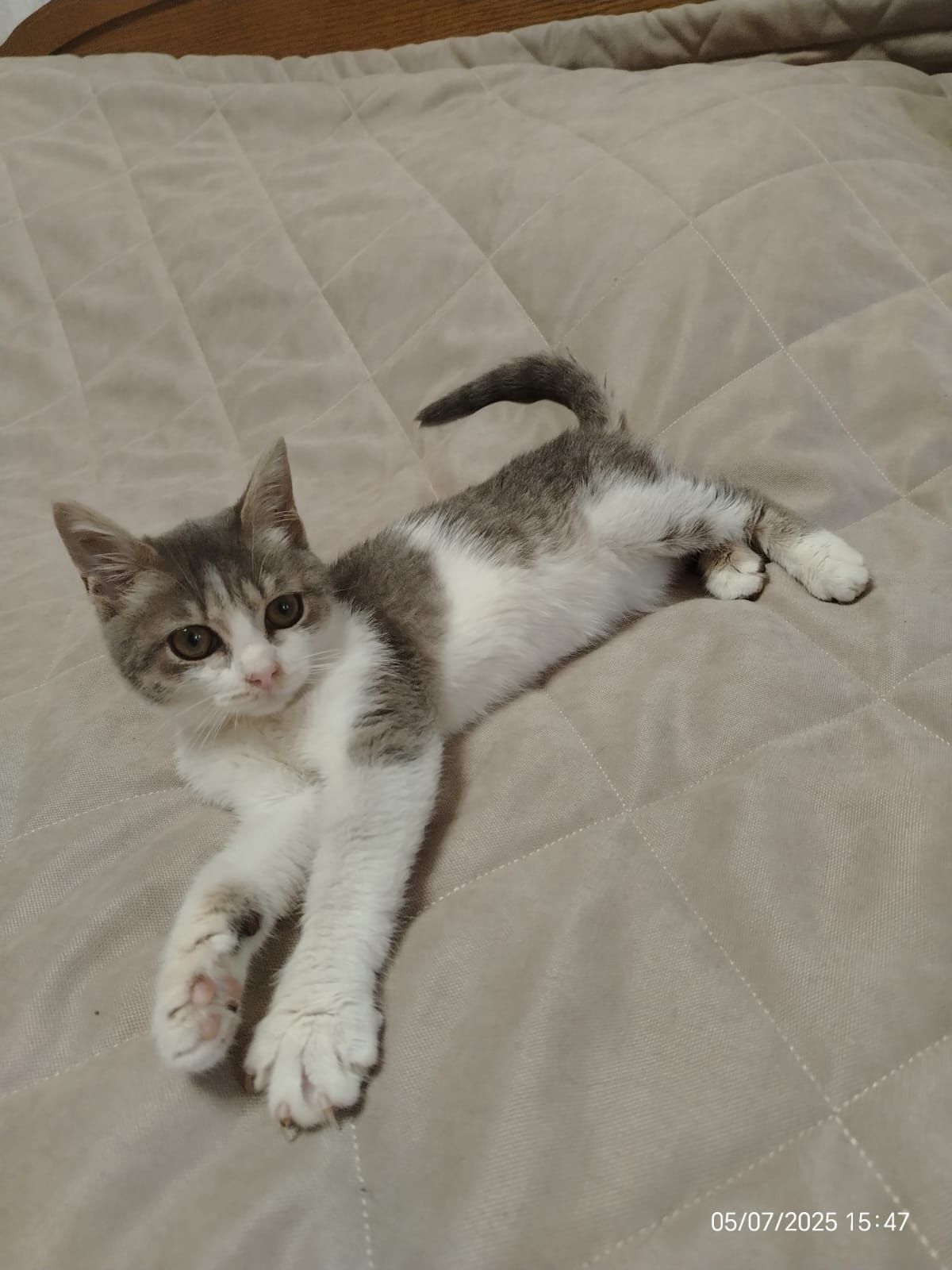 Котенок  девочка