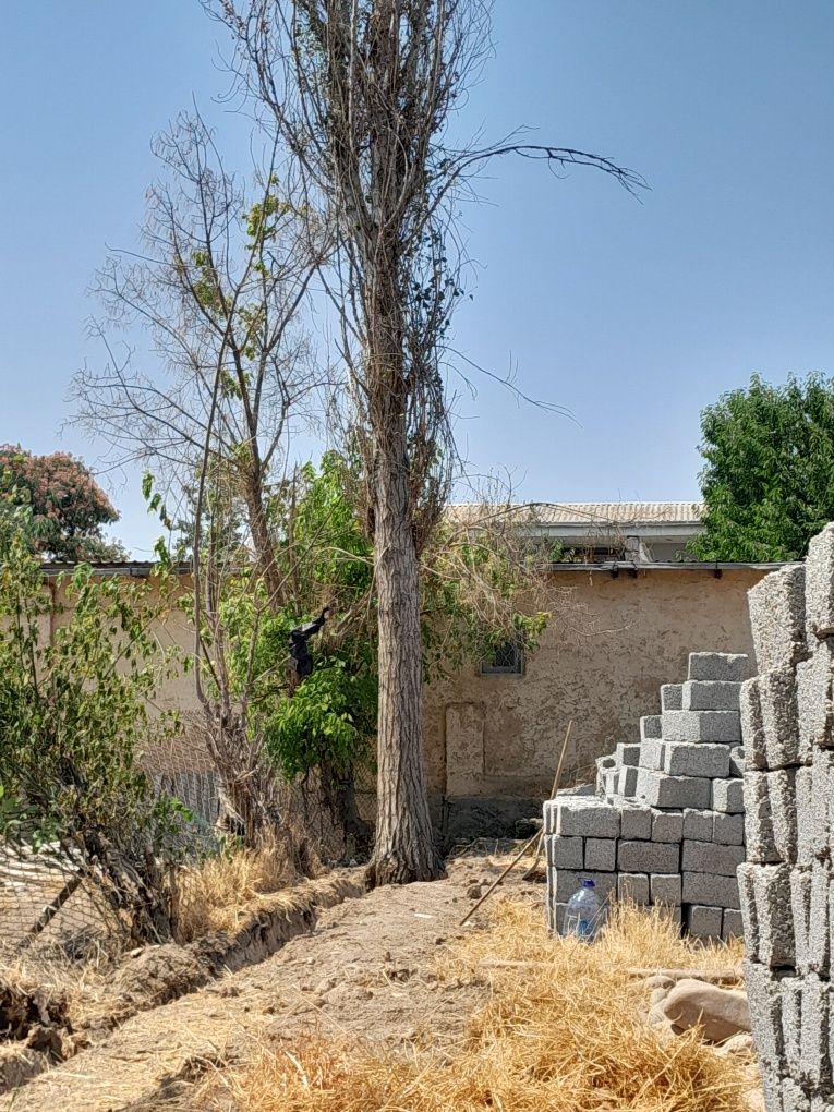 Yongoq daraxti arzon