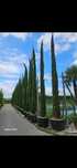 Vând cupressus sempervirens de calitate superioara