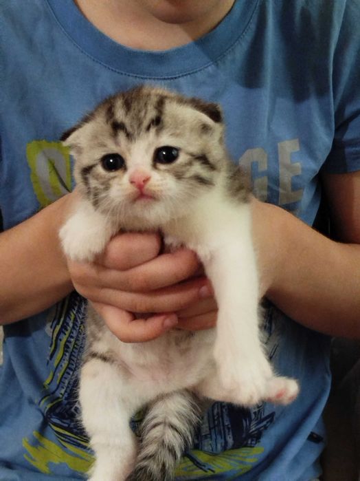 Котята породы скоттиш фолд