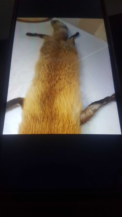 Шал от цяла лисица