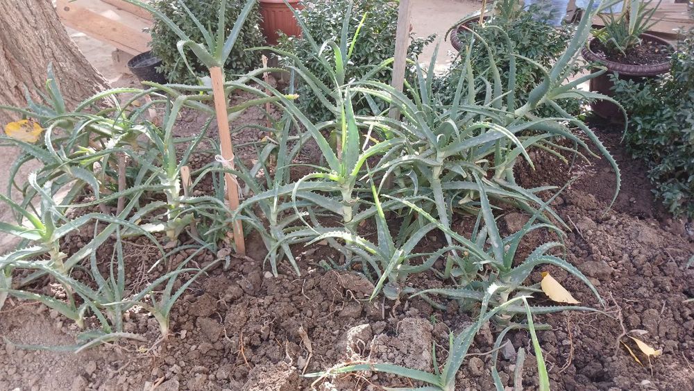 Алоэ для лечение